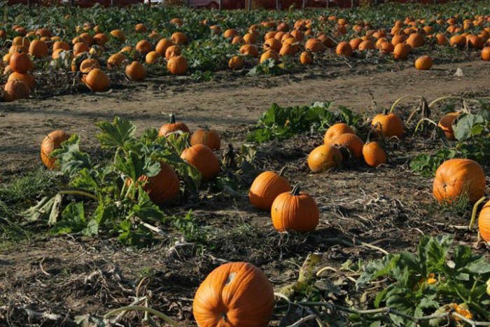 pumpkin picking in NJ