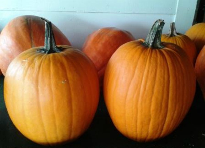 pumpkin picking in NJ