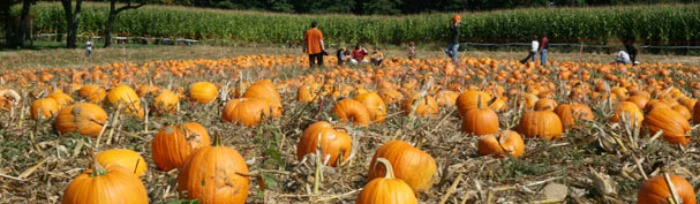 pumpkin picking in NJ